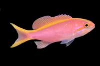 picture of Purple Queen Anthias Sml                                                                             Pseudanthias pascalus